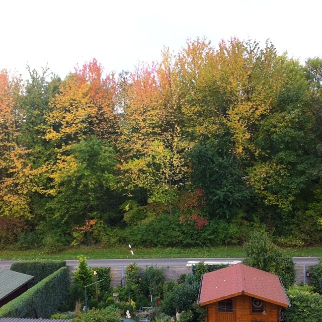 Happy Fall from my backyard in Germany to yours! #nofilter #fall #beautiful #fallingleaves #changingcolors #expat #travel