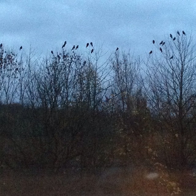 Good morning from the many birds outside my window. #germany #birds #birdsofafeather